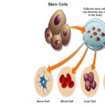 HOW DO STEM CELLS CURE THE DISEASE?